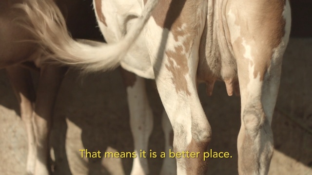 Video Reference: Horse, Stallion, Mustang horse, Livestock, Organism, Mane, Mare, Adaptation, Bovine, Landscape