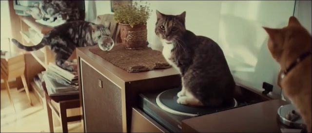 Video Reference: cat, feline, domestic cat, kitty, tabby, kitten, pet, fur, domestic animal, domestic, cute, furry, eyes, whiskers, pets, adorable, animal, animals