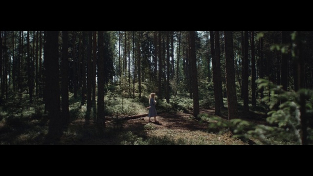 Video Reference: Forest, Woodland, Nature, Natural environment, Tree, Spruce-fir forest, Old-growth forest, Wilderness, Northern hardwood forest, Biome