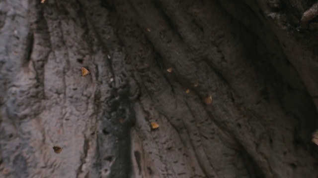 Video Reference: Tree, Trunk, Wood, Brown, Woody plant, Plant, Organism, Forest, Plant stem