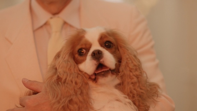 Video Reference: dog, dog like mammal, dog breed, king charles spaniel, cavalier king charles spaniel, spaniel, dog breed group, snout, carnivoran, companion dog