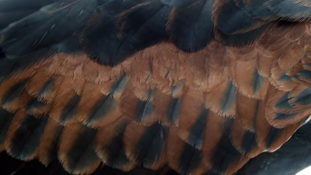 Video Reference: Feather, Wing, Bird, Organism, Fashion accessory, Beak, Wildlife, Natural material, Person