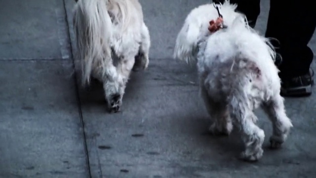 Video Reference: Dog, Canidae, Dog breed, Carnivore, Sporting Group, Tibetan terrier, Fur, Non-Sporting Group, Komondor