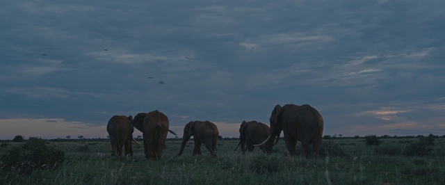 Video Reference: Elephant, Elephants and Mammoths, Wildlife, Mammal, Herd, Terrestrial animal, Grassland, Pasture, Indian elephant, Grazing