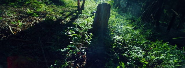 Video Reference: Vegetation, Nature, Natural landscape, Tree, Nature reserve, Old-growth forest, Natural environment, Forest, Jungle, Valdivian temperate rain forest