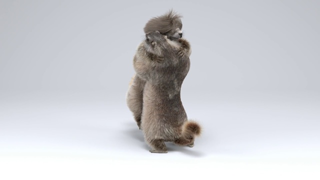 Video Reference: Mammal, Fur, Tail, Macaque, Old world monkey, Cat, Fawn, Carnivore