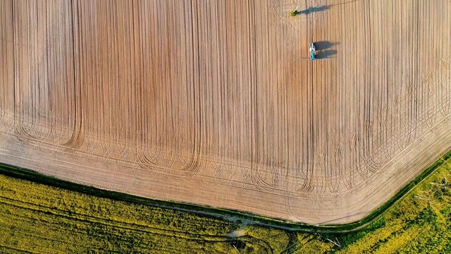 Video Reference: wood, grass, wood stain, grass family, line, lumber, tree, straw