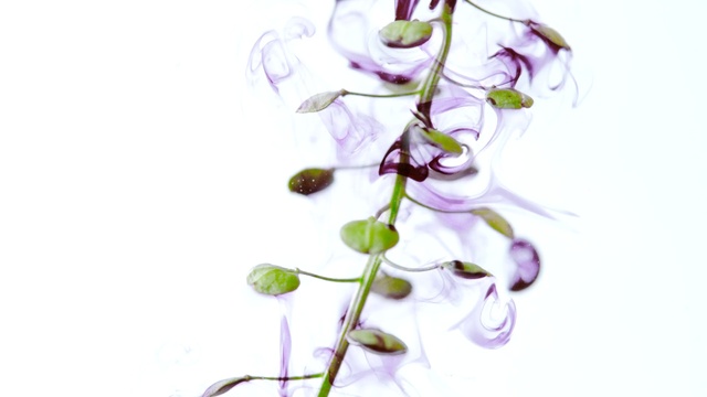 Video Reference: Flower, Plant, Purple, Botany, Flowering plant, Moth Orchid, Orchid, Pedicel, Plant stem, Bellflower