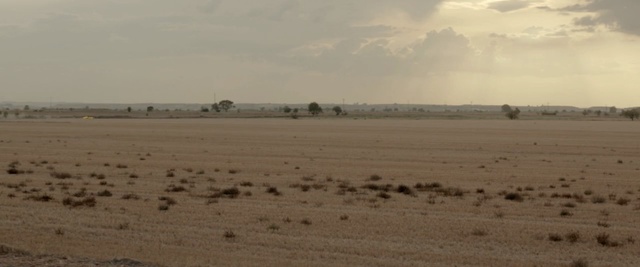 Video Reference: ecosystem, ecoregion, plain, steppe, prairie, savanna, herd, sky, grassland, safari
