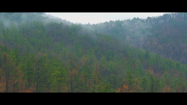 Video Reference: ecosystem, nature, forest, vegetation, wilderness, tree, atmosphere, sky, leaf, spruce fir forest