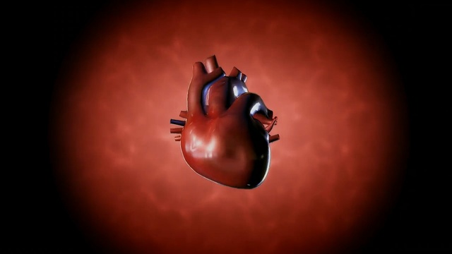 Video Reference: red, macro photography, close up, organ, darkness, computer wallpaper, organism, still life photography, sky