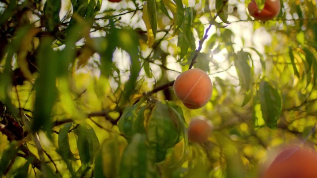Video Reference: Fruit tree, Fruit, Tree, Plant, Branch, Flower, Woody plant, Food, Peach, Orange