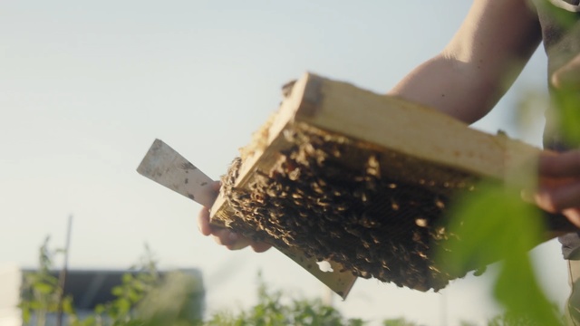 Video Reference: bee, pollinator, membrane winged insect, insect, beehive