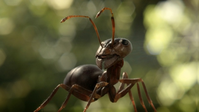 Video Reference: insect, invertebrate, pest, macro photography, membrane winged insect, organism, close up, ant, arthropod, wildlife