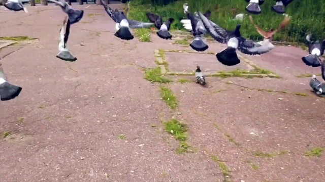 Video Reference: Bird, Grass, Pigeons and doves, Lawn, Water bird, Duck