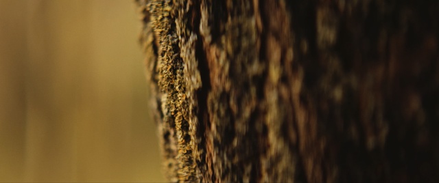 Video Reference: wood, grass family, grass, macro photography, commodity