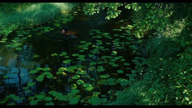 Video Reference: Nature, Green, Vegetation, Water, Natural landscape, Leaf, Aquatic plant, water lily, Plant, Watercourse