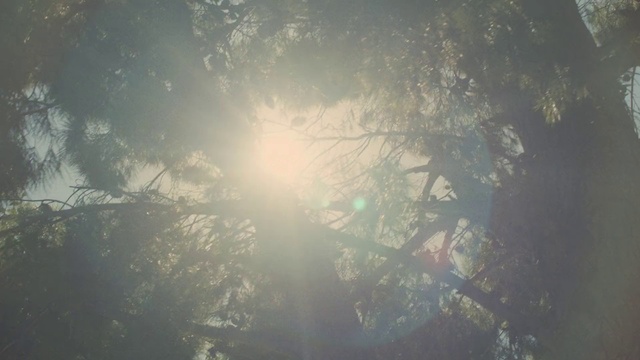 Video Reference: Sunlight, Sky, Atmospheric phenomenon, Light, Water, Tree, Morning, Atmosphere, Forest, Haze