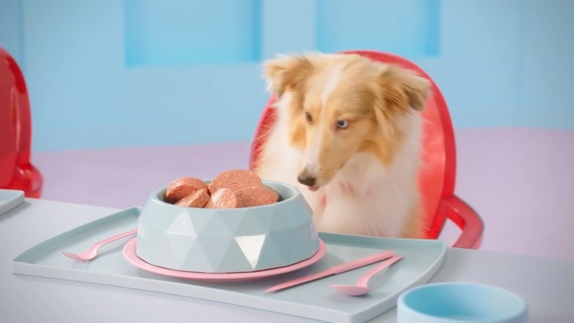 Video Reference: Canidae, Dog, Dog food, Companion dog, Carnivore, Serveware, Dog breed, Food, Bowl, Pet food