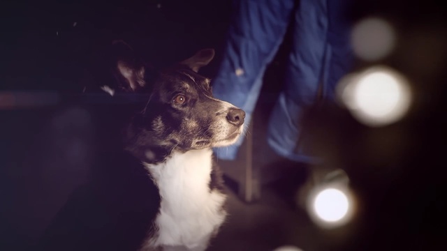 Video Reference: Dog, Canidae, Dog breed, Snout, Nose, Sky, Carnivore, Fox terrier, Puppy, Sporting Group