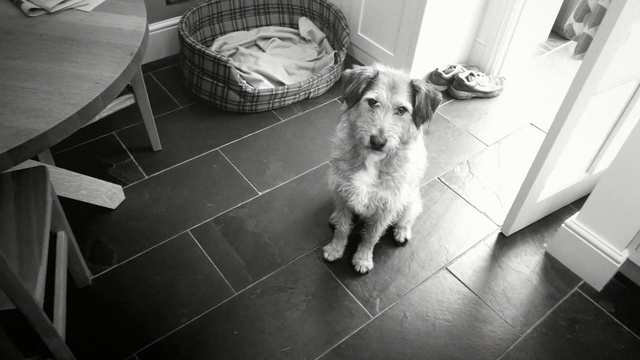 Video Reference: dog, black, photograph, black and white, mammal, dog like mammal, vertebrate, monochrome photography, dog breed, snapshot