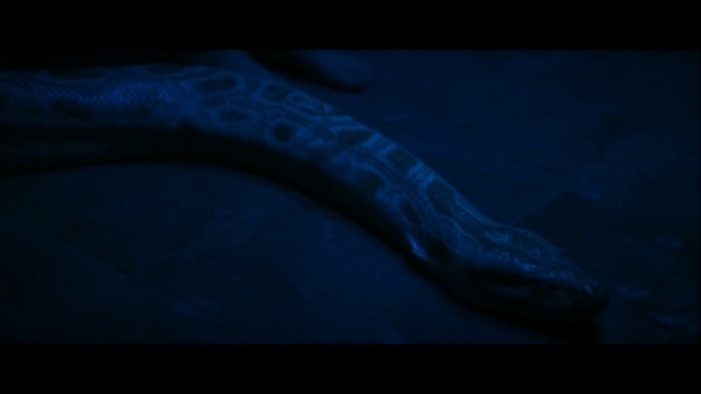 Video Reference: blue, black, light, atmosphere, darkness, underwater, close up, marine biology, photography, organism