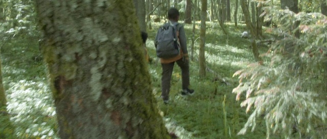 Video Reference: Old-growth forest, Forest, Tree, Woodland, Natural environment, Nature reserve, Wilderness, Biome, Jungle, Valdivian temperate rain forest