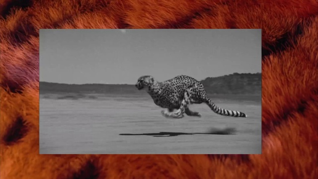 Video Reference: Cheetah, Wildlife, Terrestrial animal, Felidae, Adaptation, African leopard, Snout, Carnivore, Small to medium-sized cats, Big cats