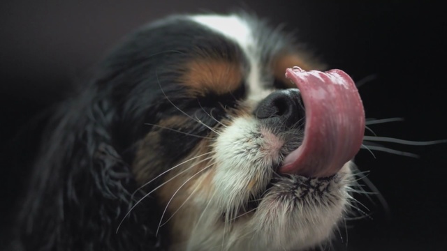 Video Reference: dog, dog breed, dog like mammal, cavalier king charles spaniel, king charles spaniel, snout, spaniel, whiskers, companion dog, puppy