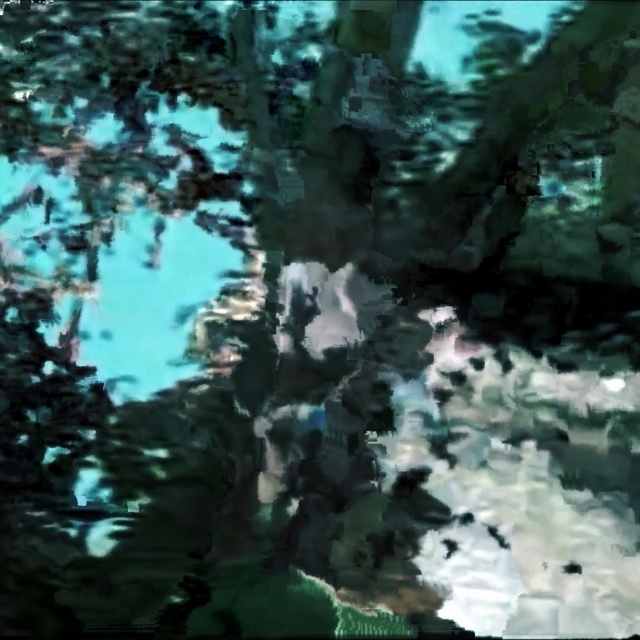 Video Reference: water, nature, reflection, tree, leaf, flora, biome, watercourse, plant, old growth forest