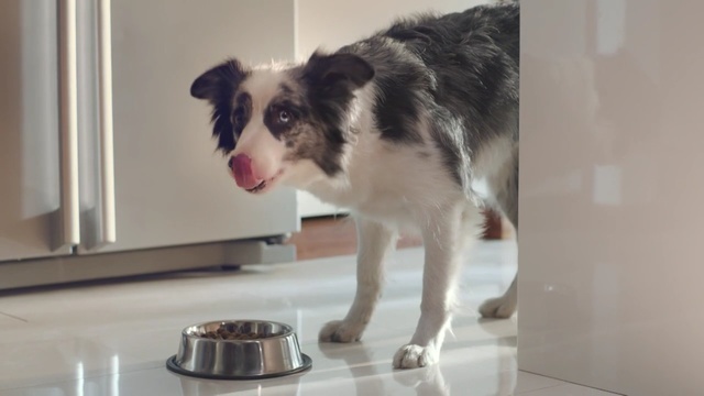 Video Reference: Dog, Canidae, Dog breed, Border collie, Carnivore, Snout, Working dog, Sporting Group, Companion dog, Australian shepherd