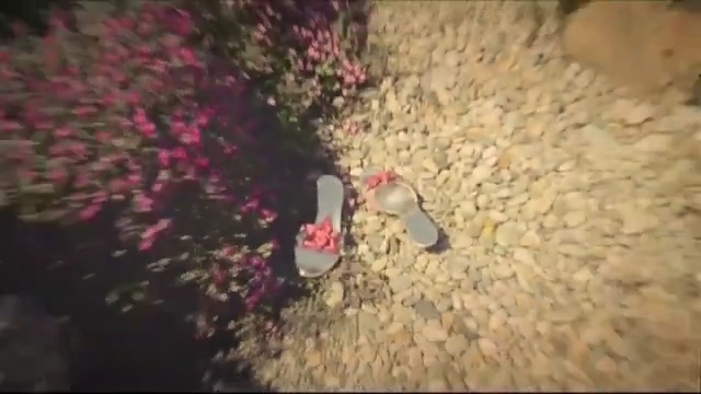 Video Reference: vertebrate, bird