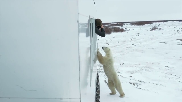 Video Reference: Snow, Winter, Ice, Freezing, Blizzard, Winter storm, Cat, Felidae, Door handle