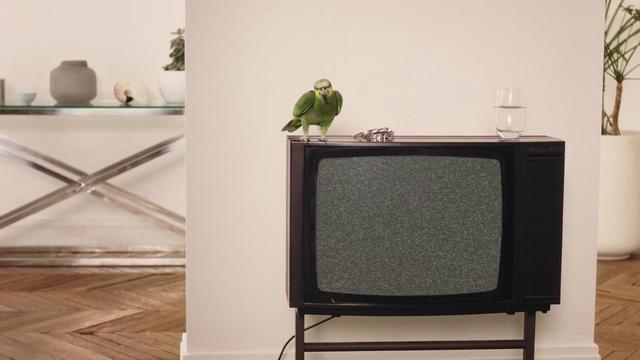 Video Reference: Table, Furniture, Iron, Bird, Parrot, Room, Rectangle, Sofa tables, Floor, Flooring