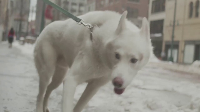 Video Reference: Dog, Mammal, Vertebrate, Canidae, Dog breed, Carnivore, Korean jindo dog, Pungsan dog, White shepherd, Kishu