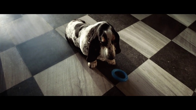 Video Reference: Mammal, Dog, Vertebrate, Canidae, Basset hound, Dog breed, Carnivore, Scent hound, Snout, Hound