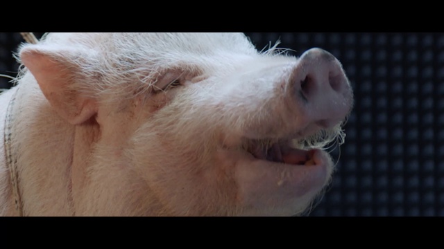 Video Reference: Mammal, Vertebrate, Domestic pig, Suidae, Nose, Snout, Close-up, Whiskers, Eye, Ear