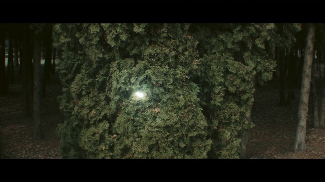 Video Reference: Nature, Green, Tree, Natural environment, Lighting, Biome, Darkness, Organism, Forest, Night, Photo, Sitting, Standing, Front, Man, Large, Dark, Holding, Woman, Bench, Young, White, Room, Rain, Field, Sign, Light, Wearing, Brick, Old, Table, Covered, Street, Bear, Umbrella, Fire, Air, City, Group, Doing, Moon, Colored