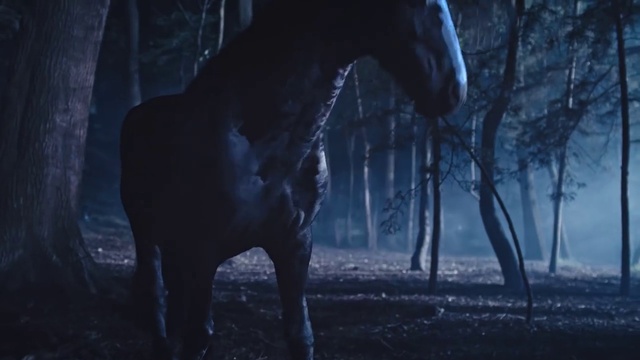 Video Reference: Horse, Darkness, Wildlife, Mane, Stallion, Sky, Organism, Mustang horse, Tree, Mare