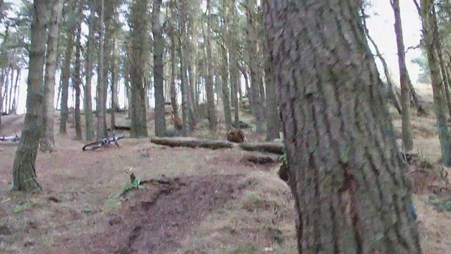 Video Reference: tree, woodland, ecosystem, forest, nature reserve, old growth forest, grove, biome, temperate coniferous forest, spruce fir forest