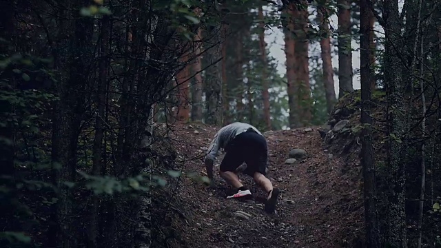 Video Reference: Woodland, Forest, Natural environment, Wilderness, Tree, Old-growth forest, Jungle, Biome, Soil, Trail