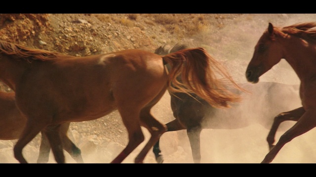 Video Reference: Horse, Mammal, Mane, Mustang horse, Mare, Stallion, Sorrel, Wildlife, Sky, Colt