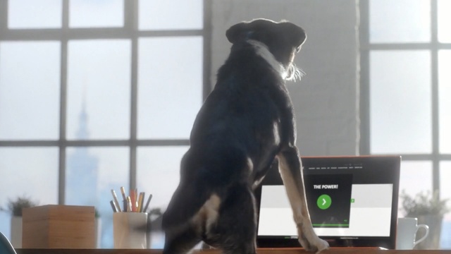 Video Reference: Dog, Canidae, Dog breed, Carnivore, Companion dog, Guard dog, Sporting Group, Window, Great dane, Tail