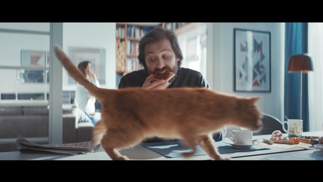 Video Reference: Cat, Mammal, Small to medium-sized cats, Felidae, Facial expression, Whiskers, Carnivore, Snapshot, Tail, Photo caption, Person