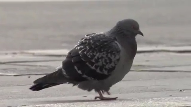 Video Reference: bird, pigeons and doves, beak, feather