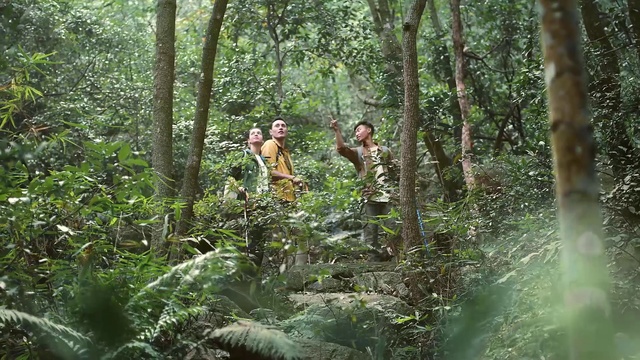 Video Reference: Vegetation, Jungle, Nature reserve, Old-growth forest, Forest, Nature, Natural environment, Valdivian temperate rain forest, Tropical and subtropical coniferous forests, Rainforest