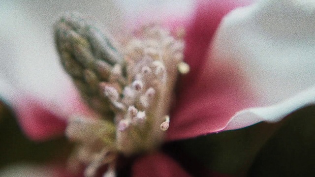 Video Reference: Pink, Flower, Close-up, Plant, Macro photography, Botany, Petal, Bud, Photography, Magnolia