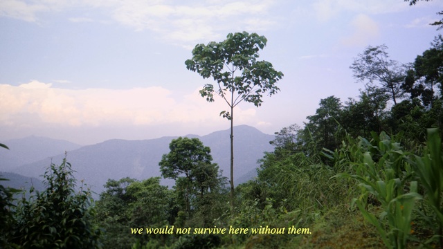 Video Reference: Vegetation, Nature, Tree, Natural environment, Hill station, Tropical and subtropical coniferous forests, Forest, Atmospheric phenomenon, Rainforest, Plant