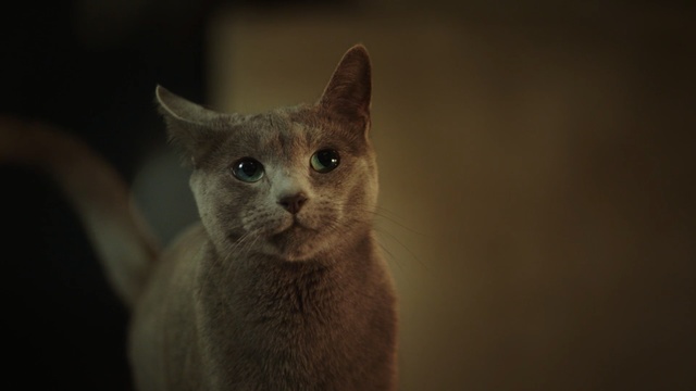 Video Reference: Cat, Mammal, Vertebrate, Small to medium-sized cats, Felidae, Whiskers, Carnivore, Burmese, Russian blue, Snout