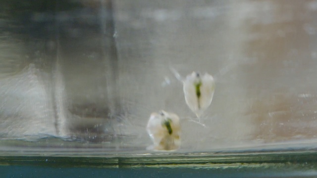 Video Reference: Water, Plant, Flower